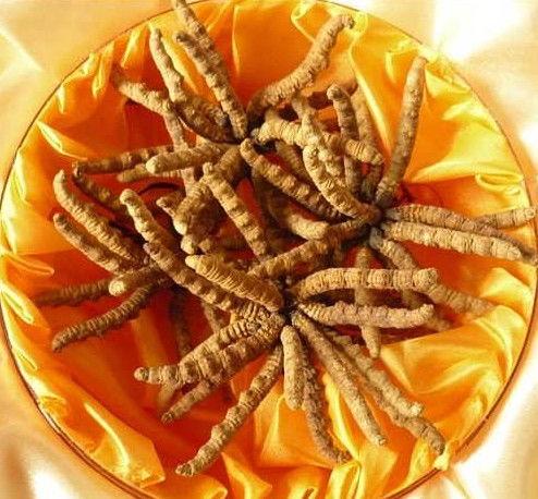 虫草新闻爆料,揭秘虫草市场乱象与真相 第3张 虫草新闻爆料,揭秘虫草市场乱象与真相 第3张